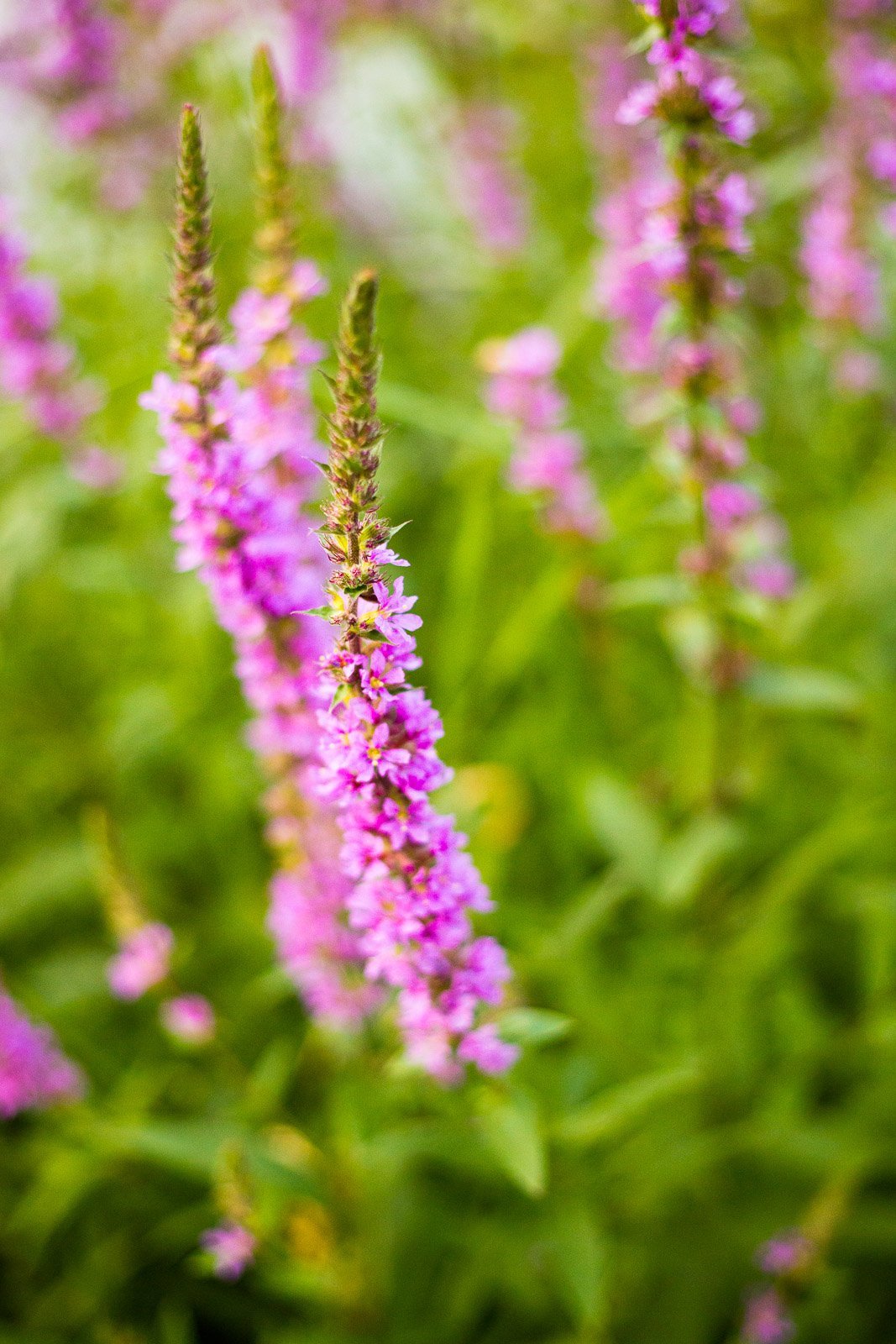Beispielbild Canon 50mm 1,8