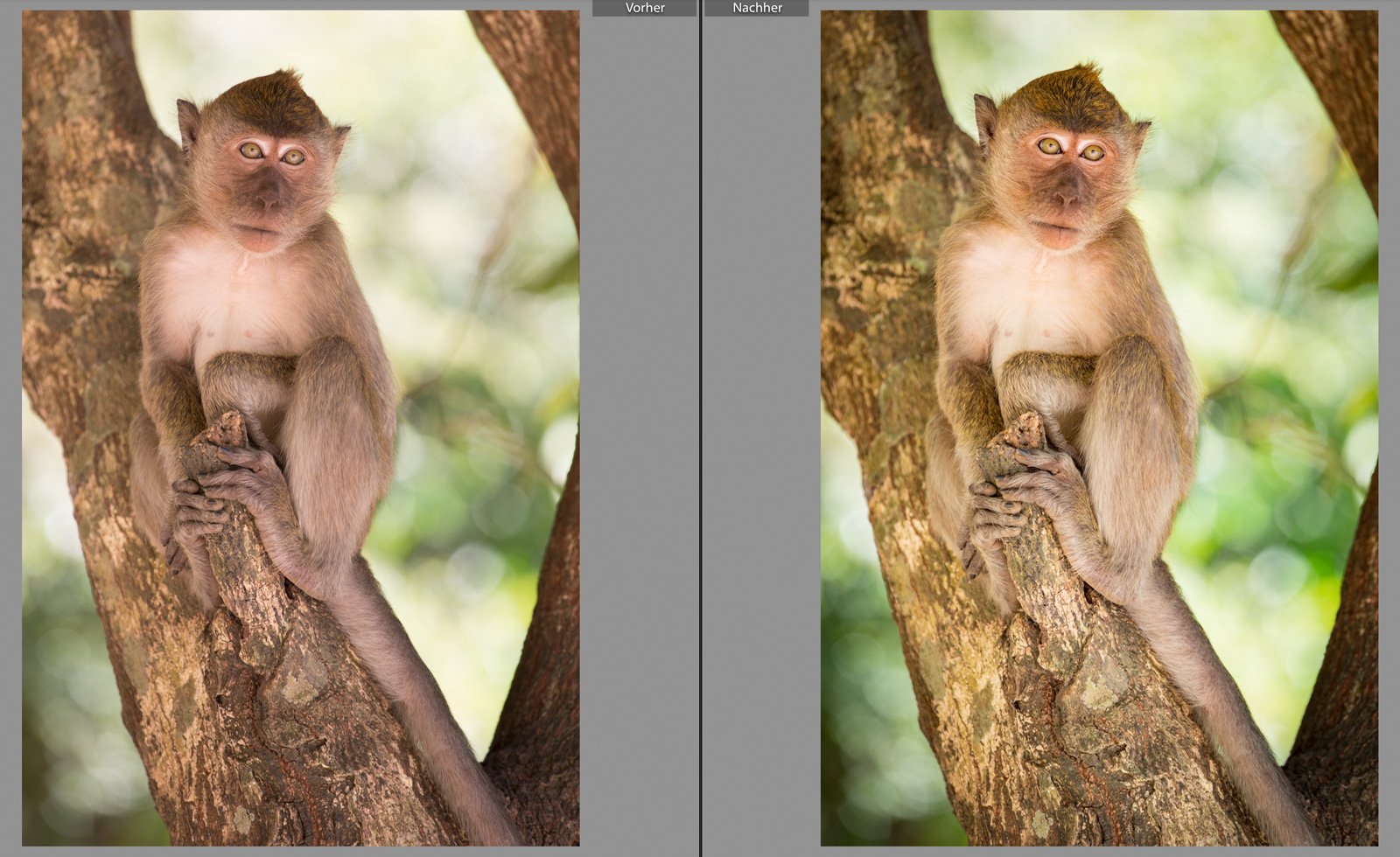 RAW vs JPEG