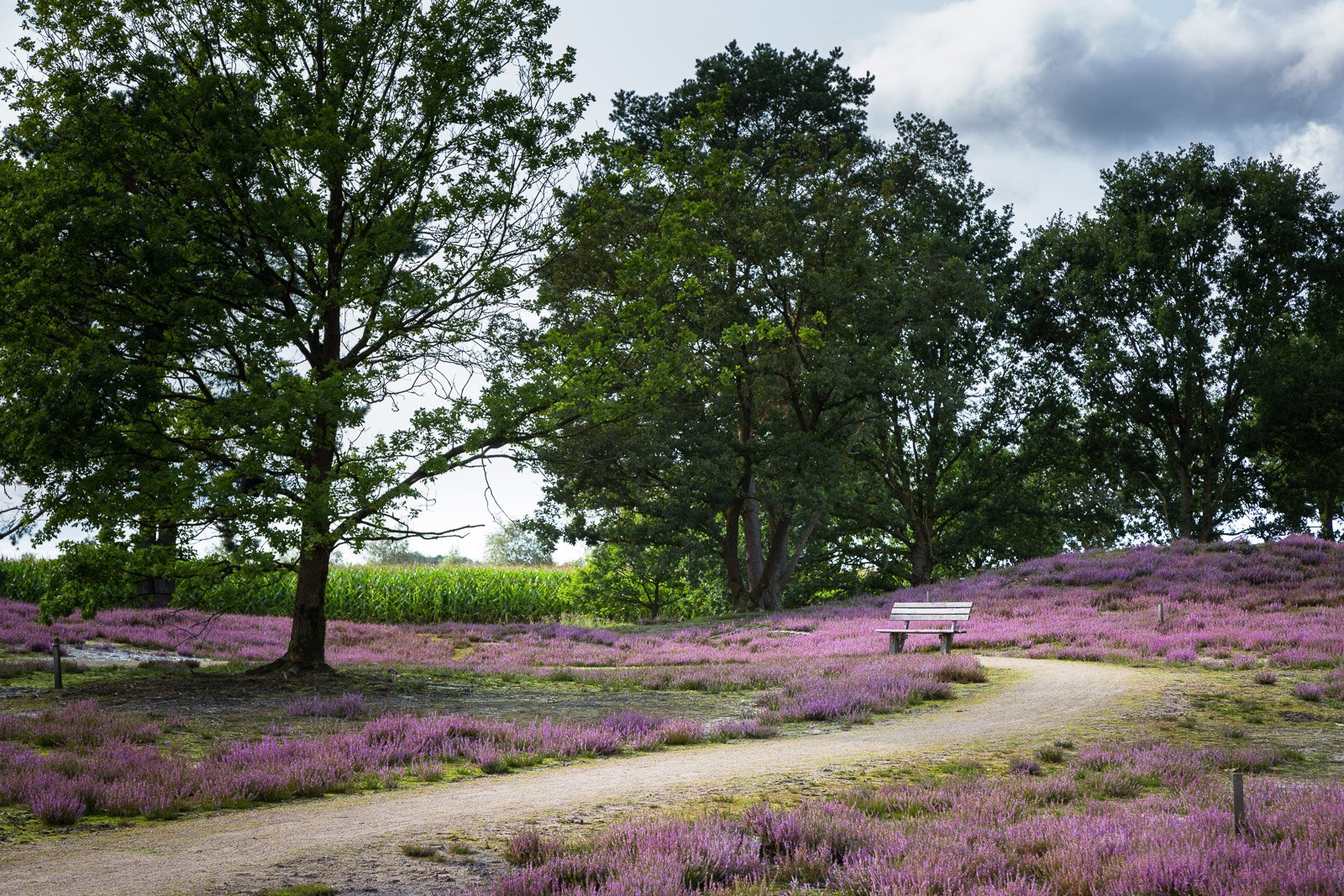 Landschaftsbild von der Lüneburger Heide