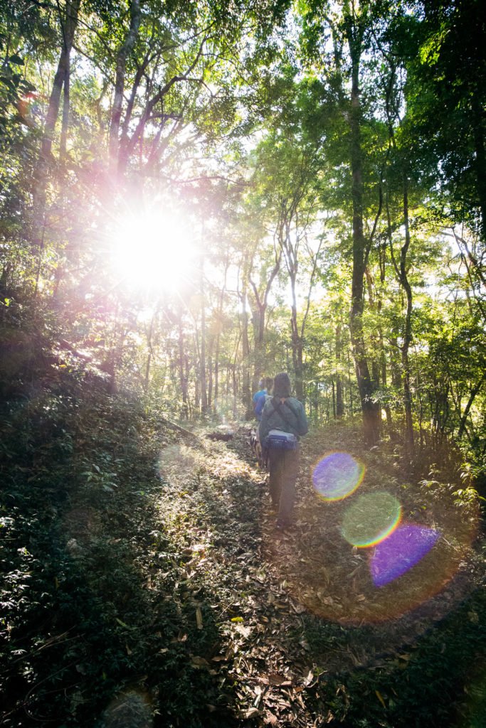 Wanderung durch den Dschungel
