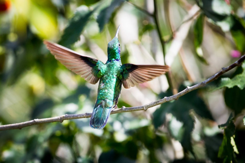 Kolibri im Dschungel fotografiert
