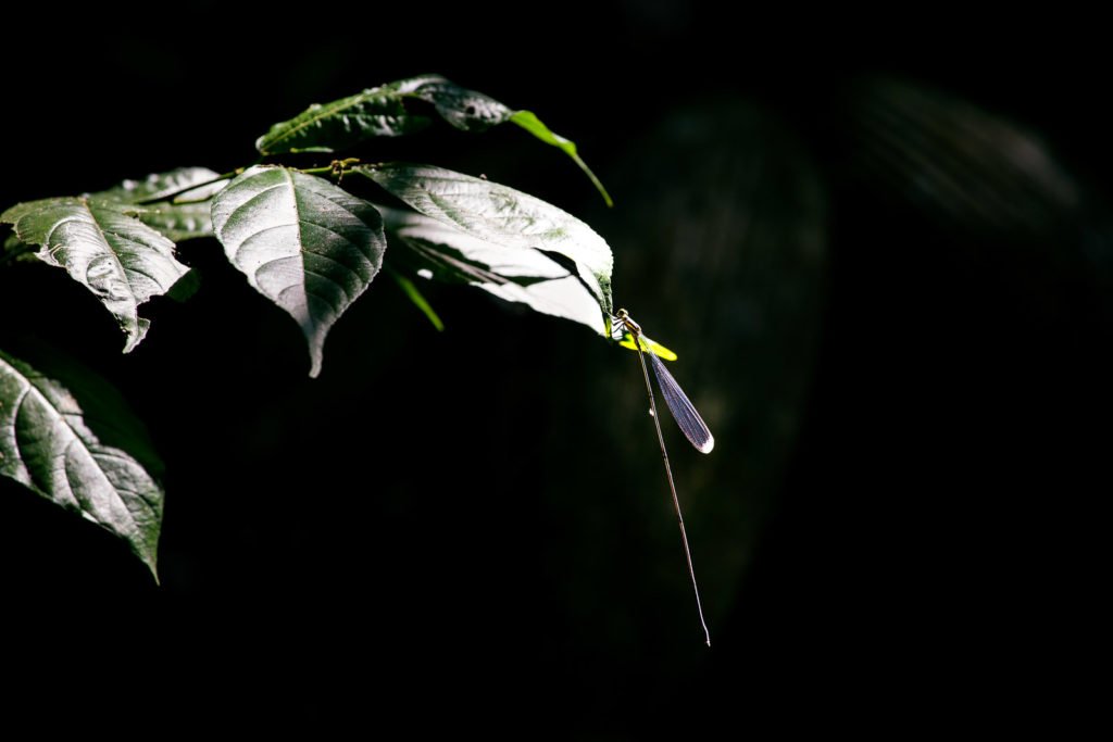 Libelle im Dschungel fotografiert
