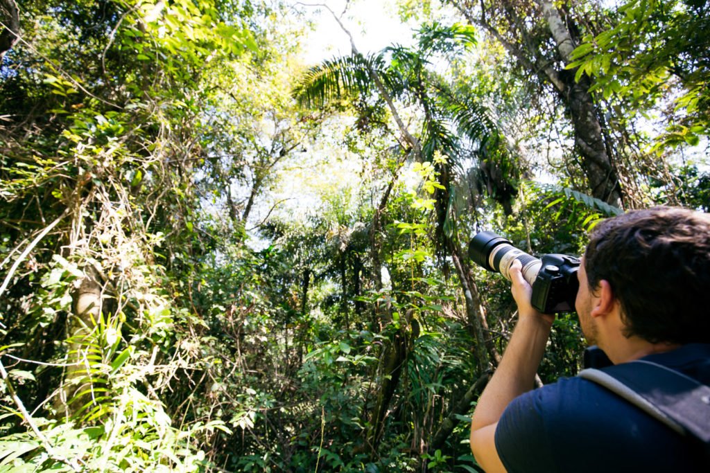 Fotograf fotografiert Brüllaffen entlang der Pipeline Road