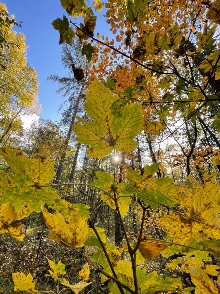 iPhone 12 Pro Kamera Test Gegenlicht
