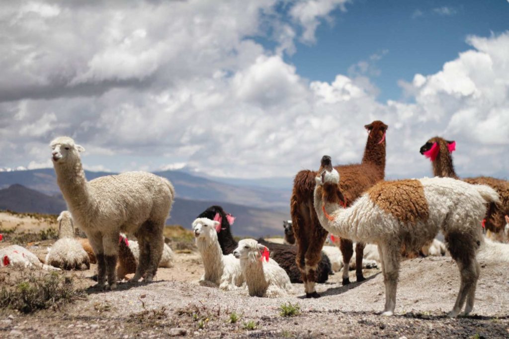 Reiseziel im Sommer: Peru