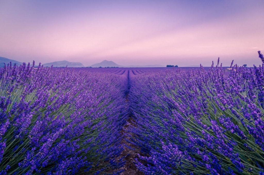 Juli Reiseziel in Europa: Provence
