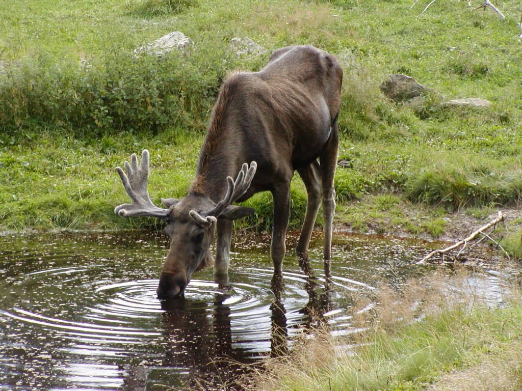 Elch in Schweden im Juli