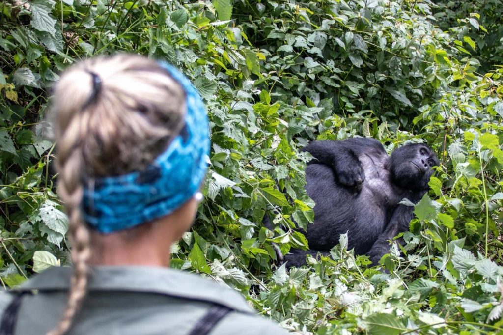 Auf der Suche nach Gorillas: Fernreiseziel Uganda