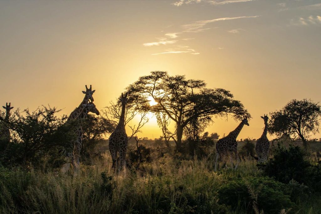 Ein besonderes Fernreiseziel im Juli ist Uganda in Ostafrika