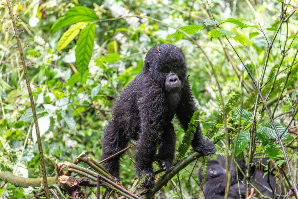 Gorilla Trekking Uganda