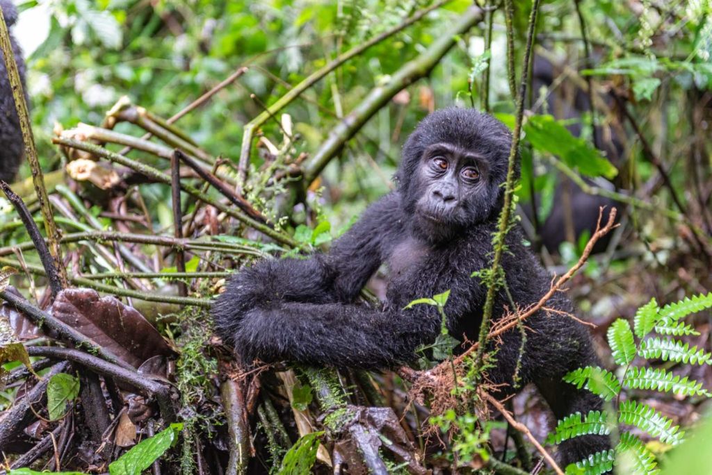Gorilla Trekking Uganda