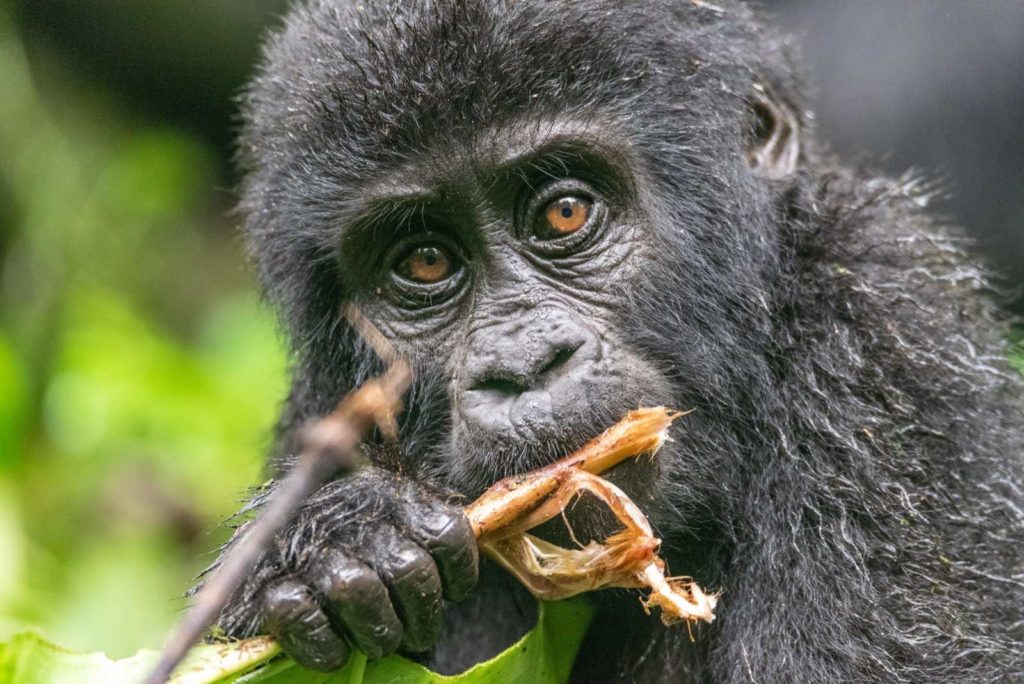 Gorilla Trekking Uganda