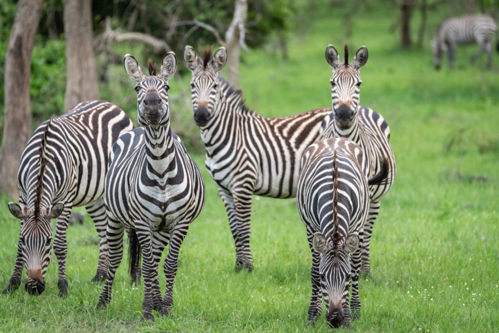 Uganda Gorilla Safari