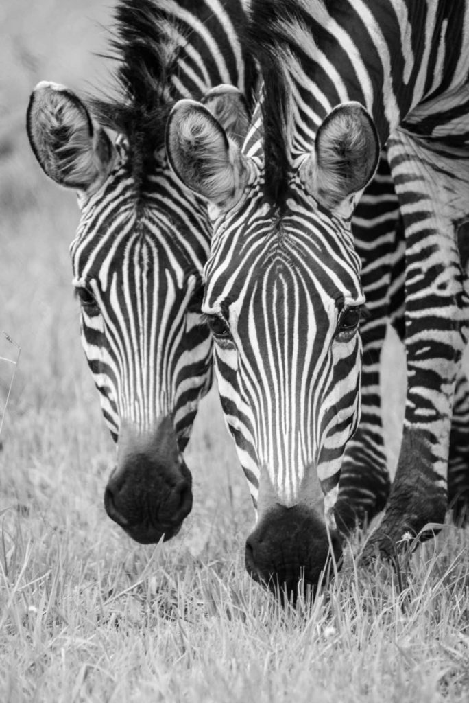 Zebras Uganda Reise