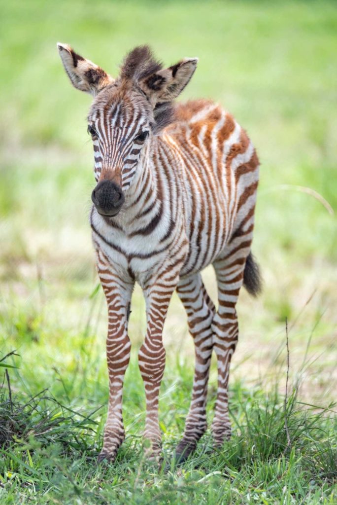 Zebrafohlen Uganda Reise
