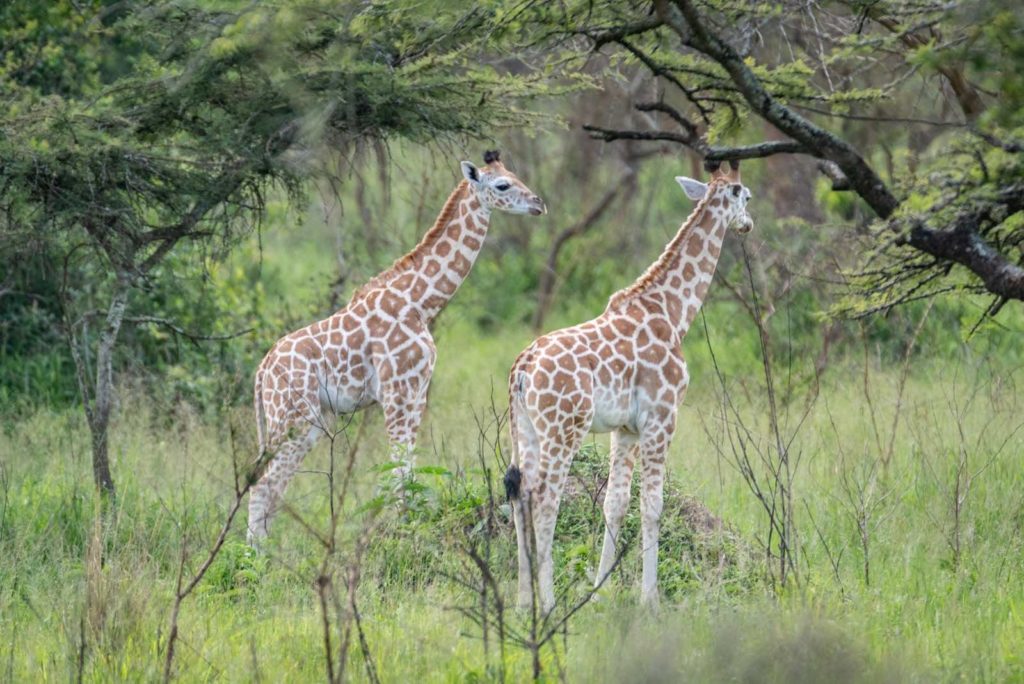 Giraffen Uganda Safari