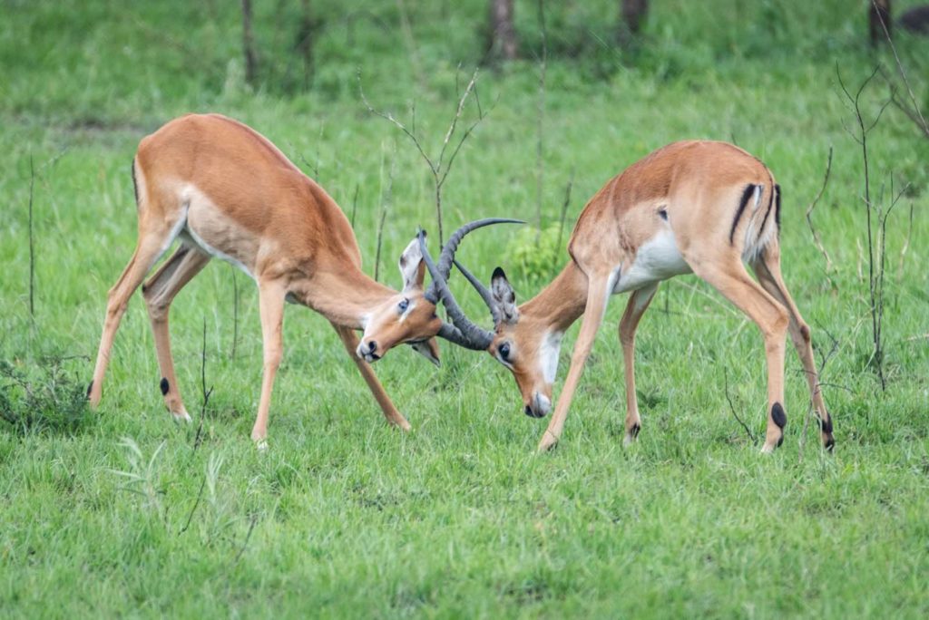 Impalas Uganda Safari