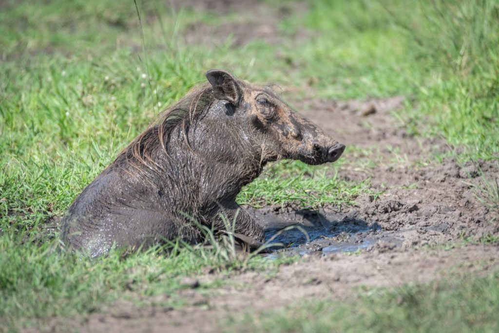 Warzenschwein Uganda Reise Safari