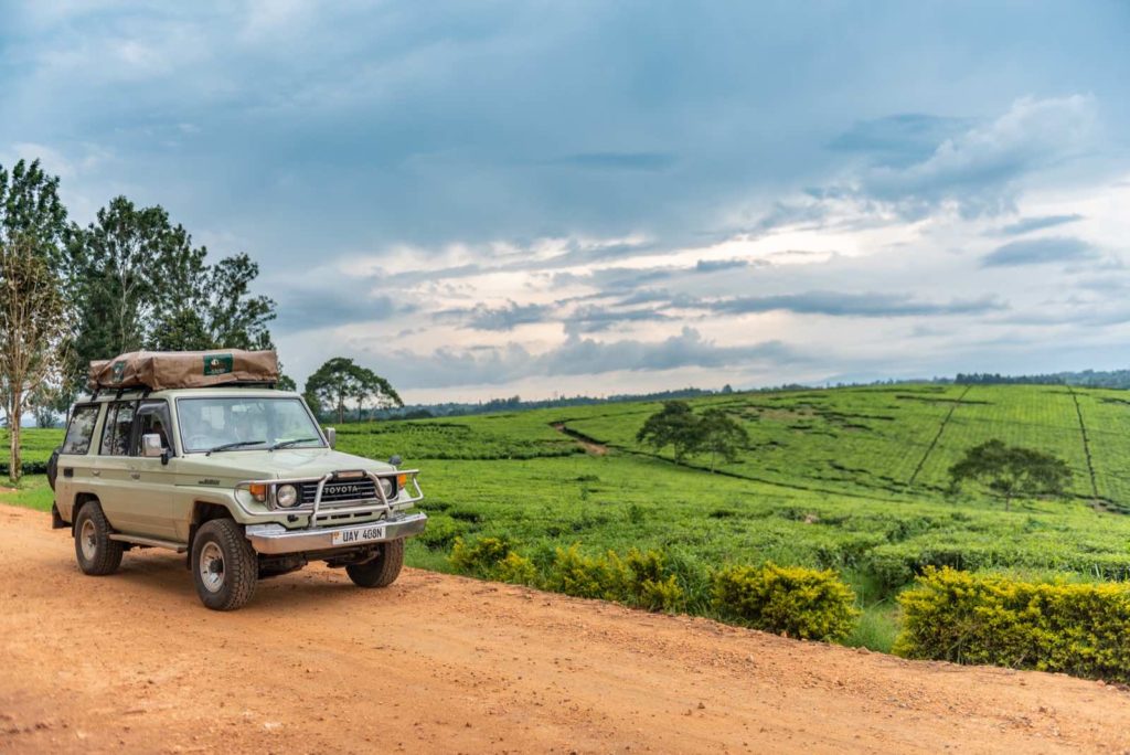 Teeplantagen Uganda