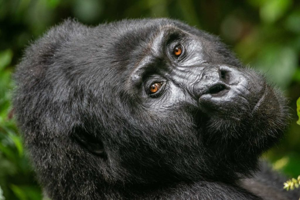 Uganda Berggorilla Silberrücken