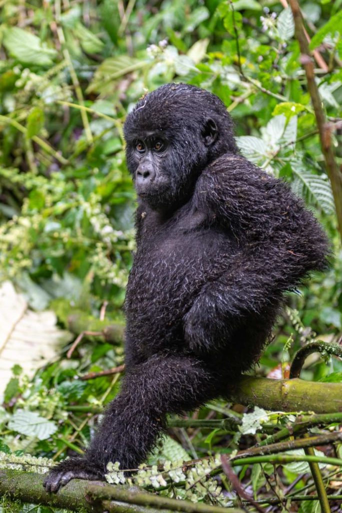 Uganda Gorilla Trekking