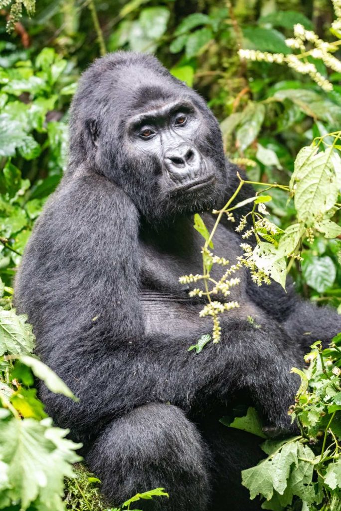 Uganda Gorilla Trekking
