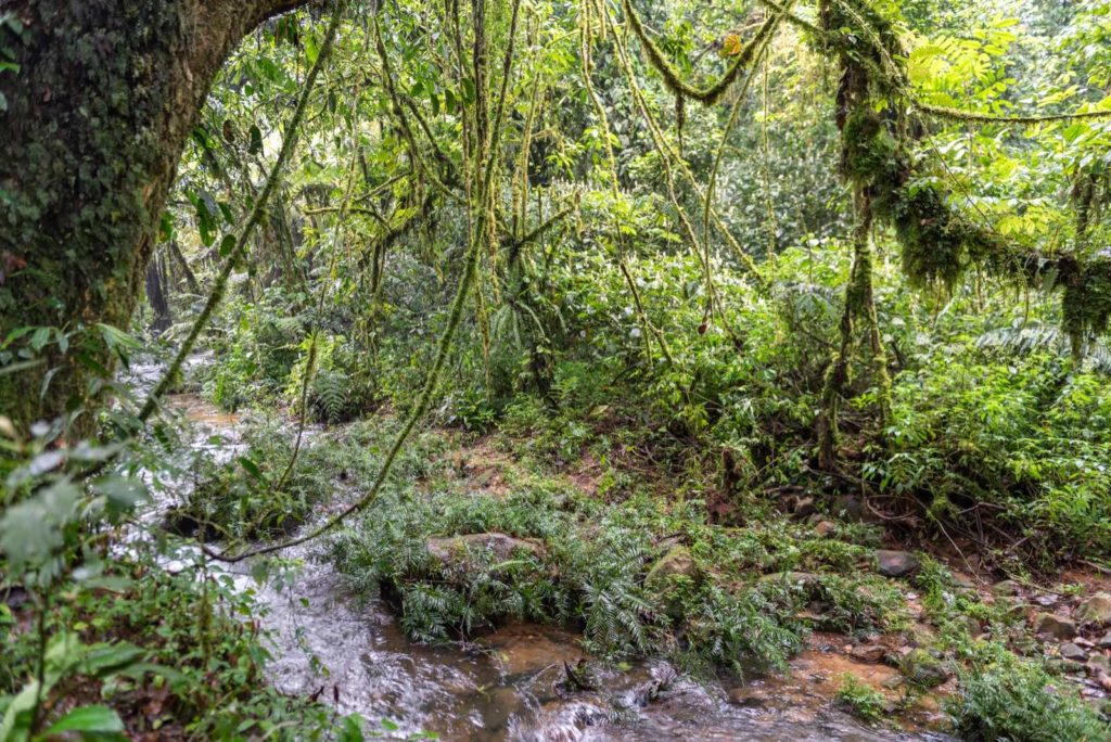 Bwindi Impenetrable Rainforest in der Regenzeit
