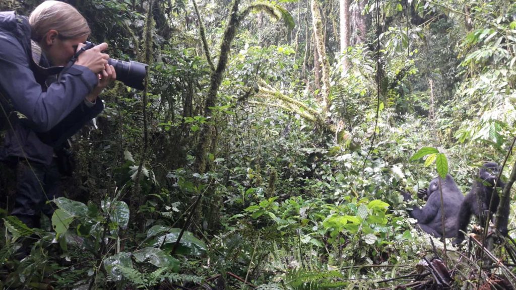 Gorilla Trekking Uganda Fotografieren