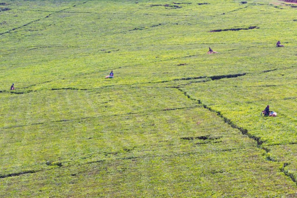 Teeplantagen in Uganda