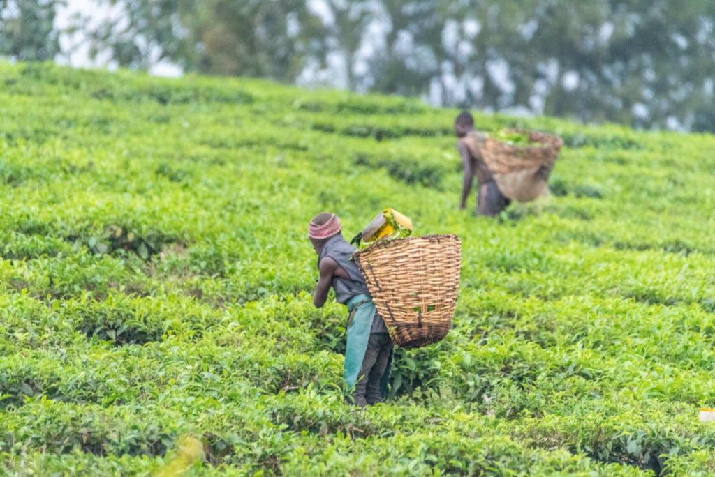 Teeernte in Uganda