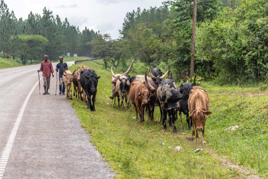 Rinder in Uganda