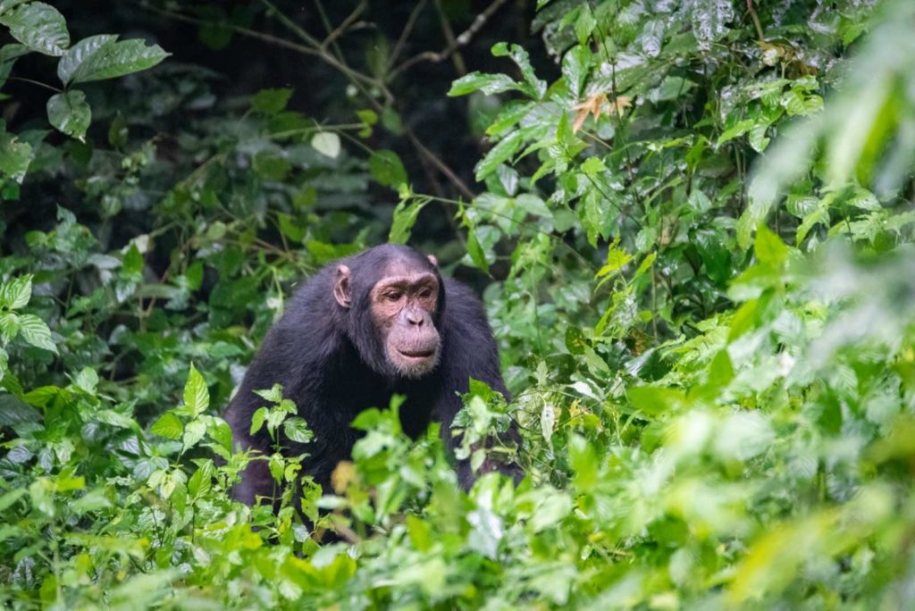 Schimpansen Trekking Uganda