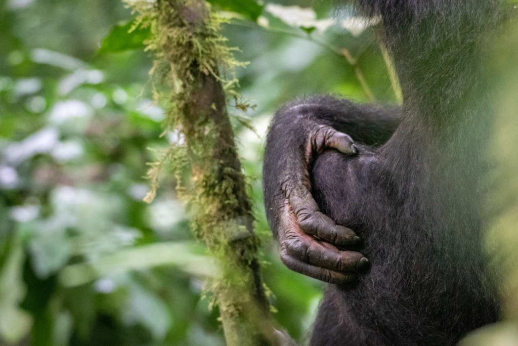 Schimpansen Trekking Uganda