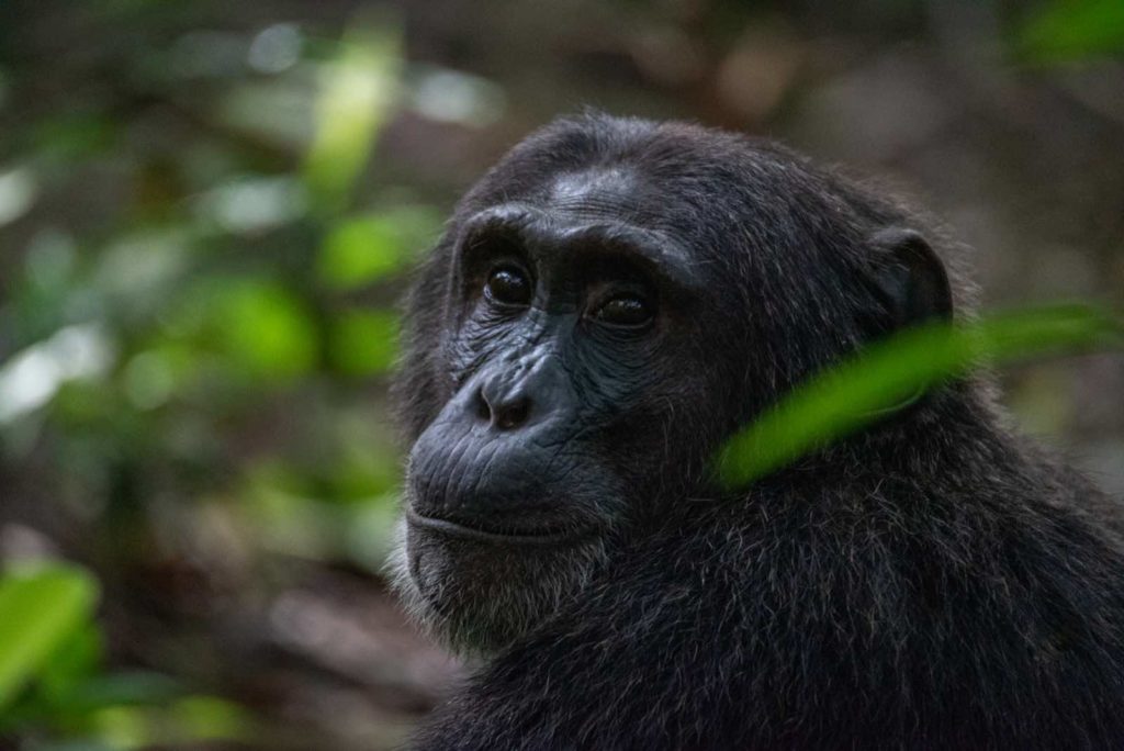 Schimpansen Trekking Uganda Erfahrung