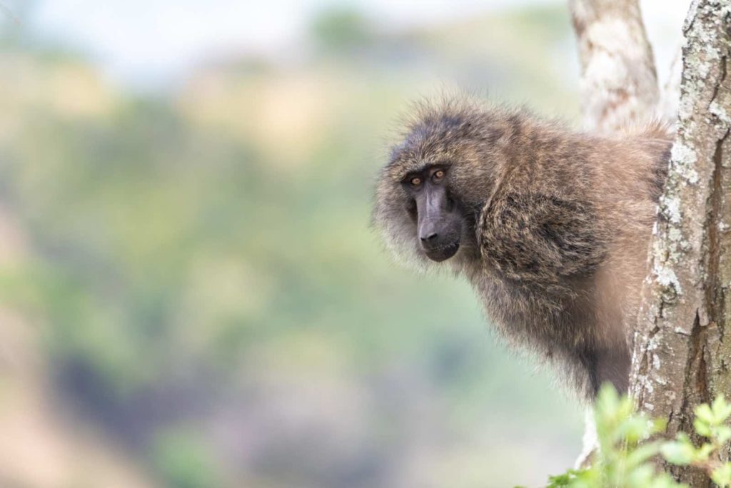 Pavian Uganda