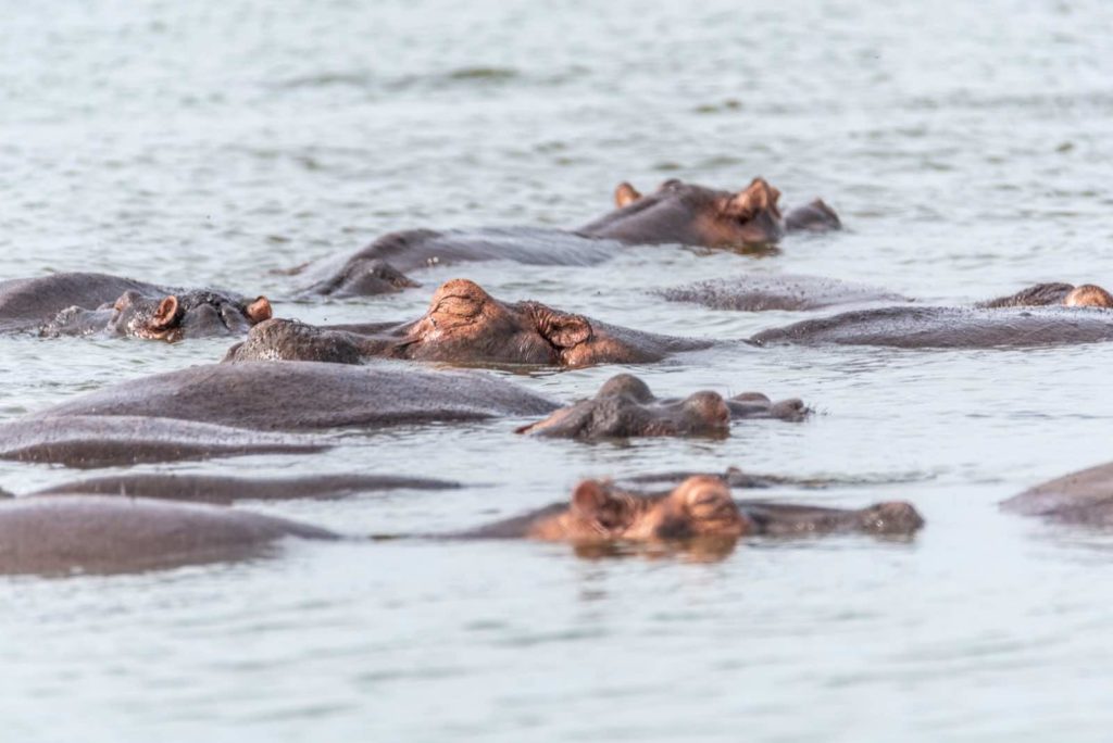 Flusspferde Uganda