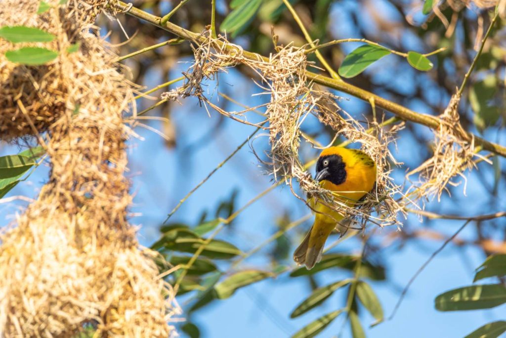 Webervogel Uganda
