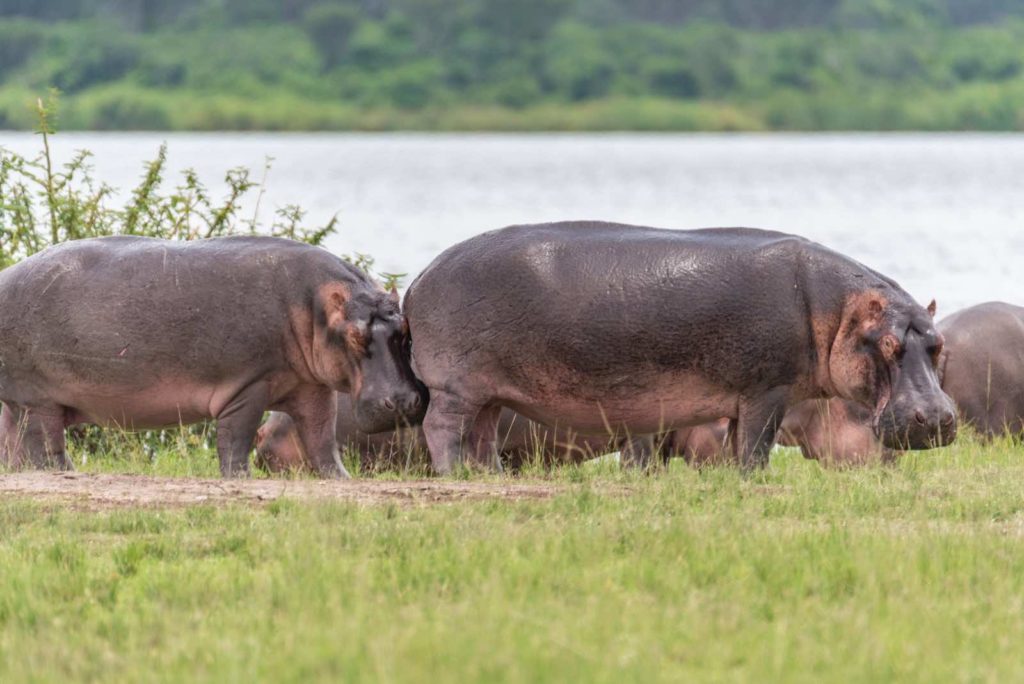 Kasenyi Plains Flusspferde