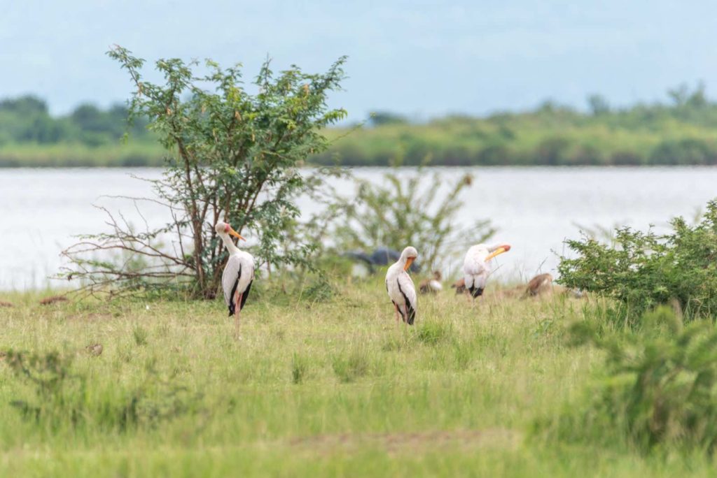 Kasenyi Plains Vögel