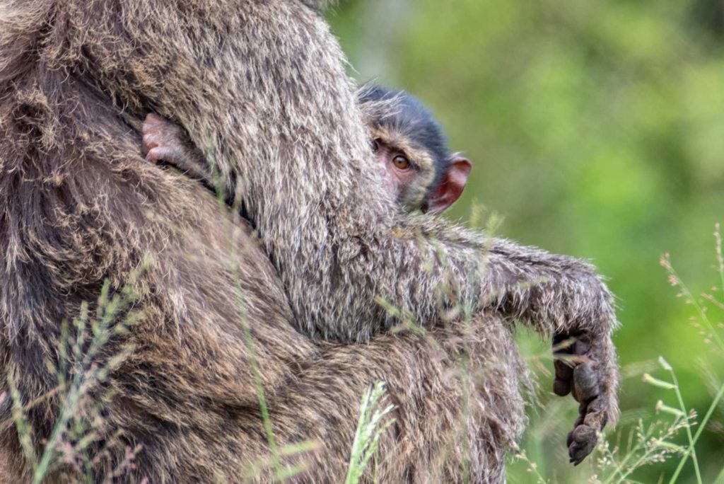 Uganda Reise Affen