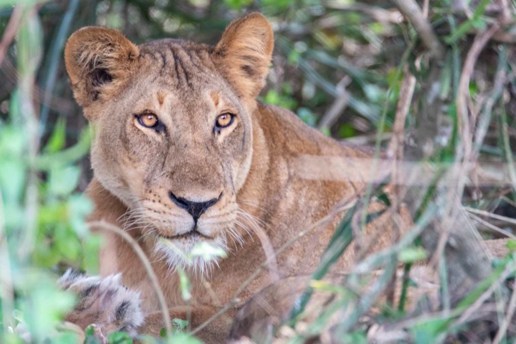 Löwen Uganda