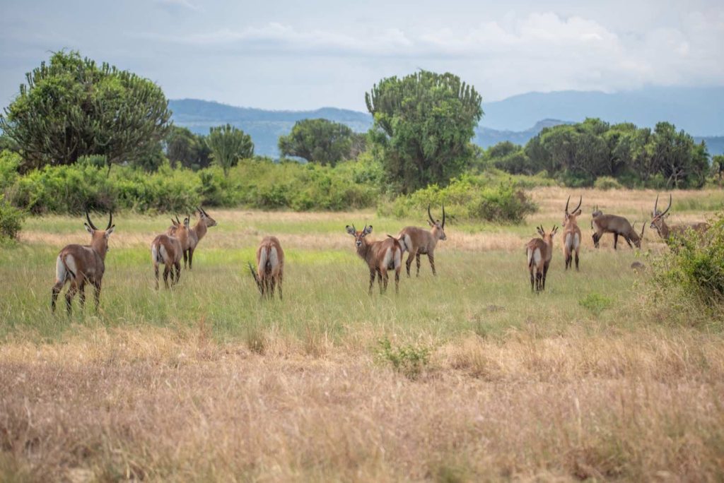 Uganda Safari