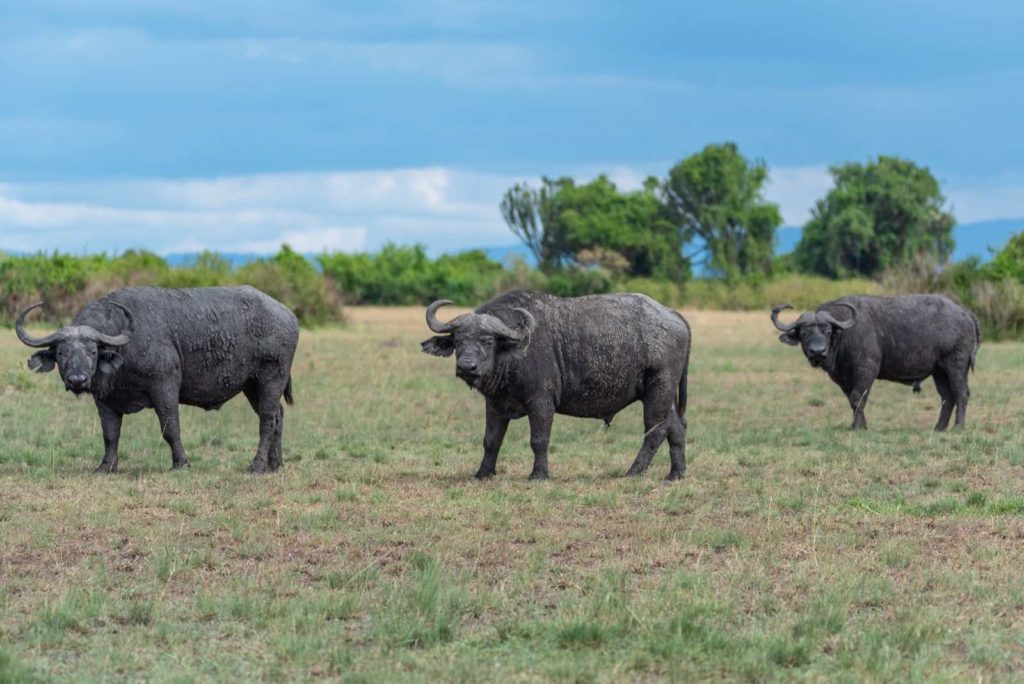 Uganda Safari