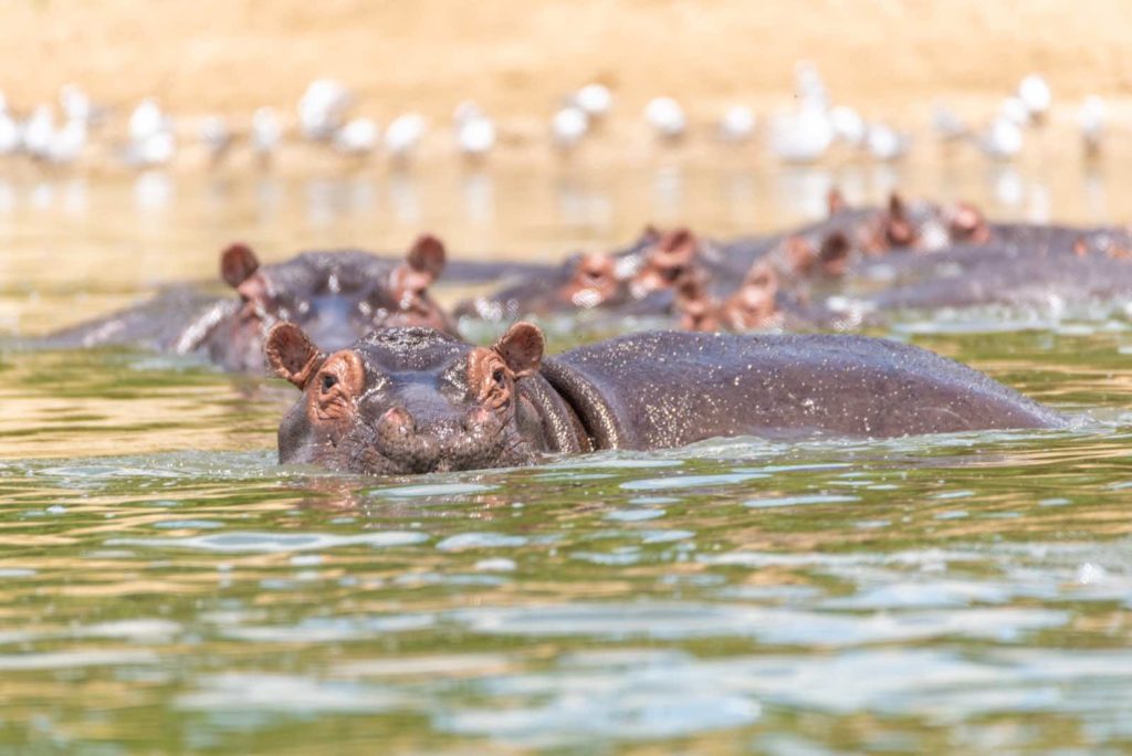 Flusspferde Uganda