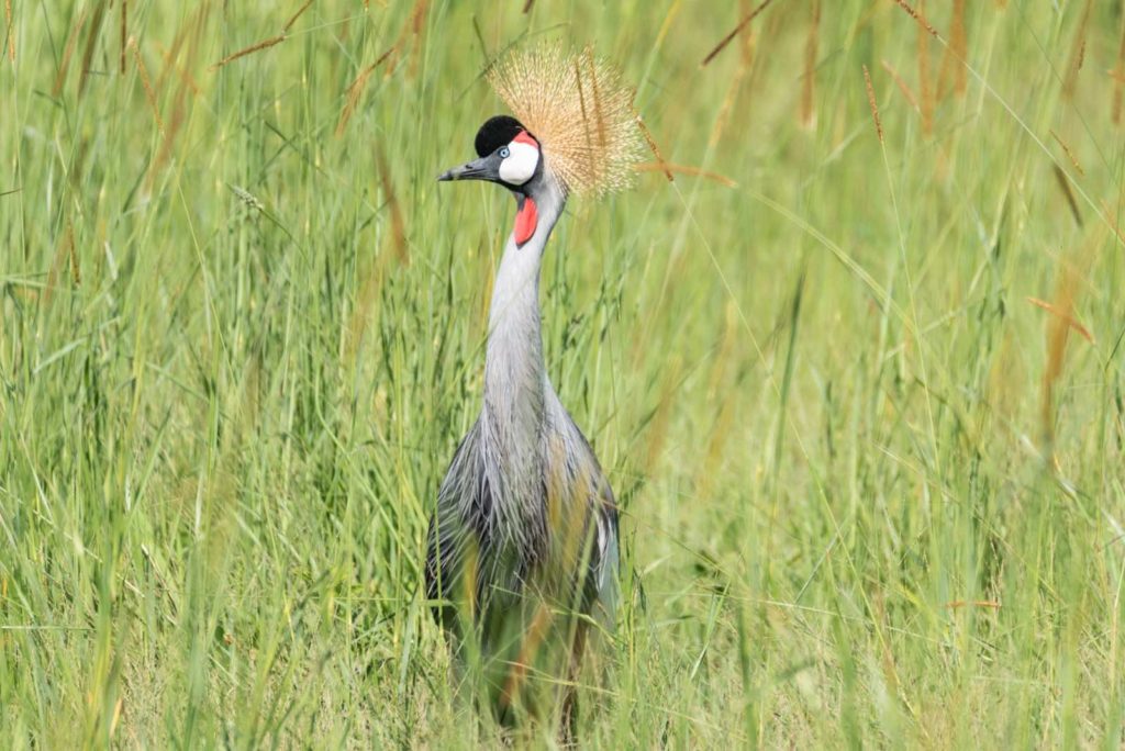Uganda Kronenkranich