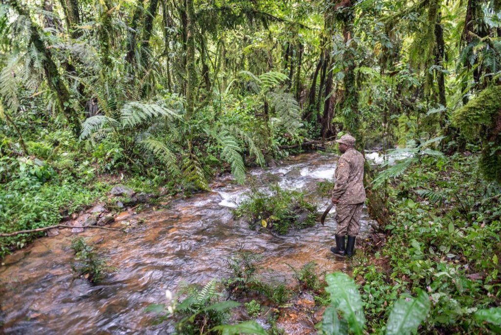 Gorilla Trekking Uganda