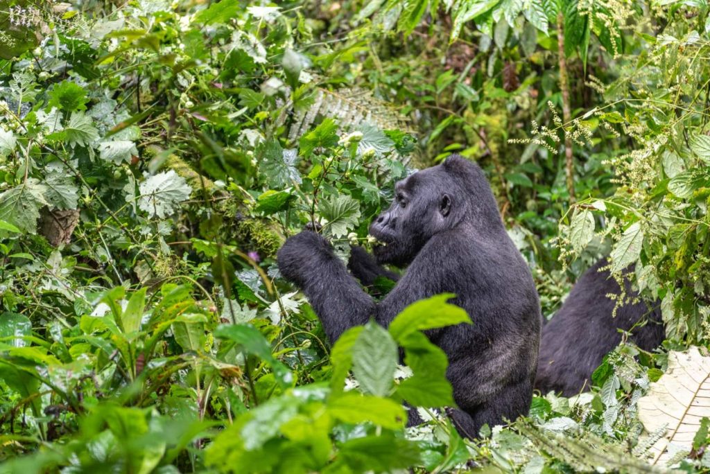 Gorilla Trekking Uganda