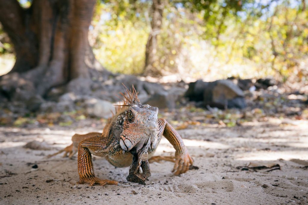 Isla Iguana Panama