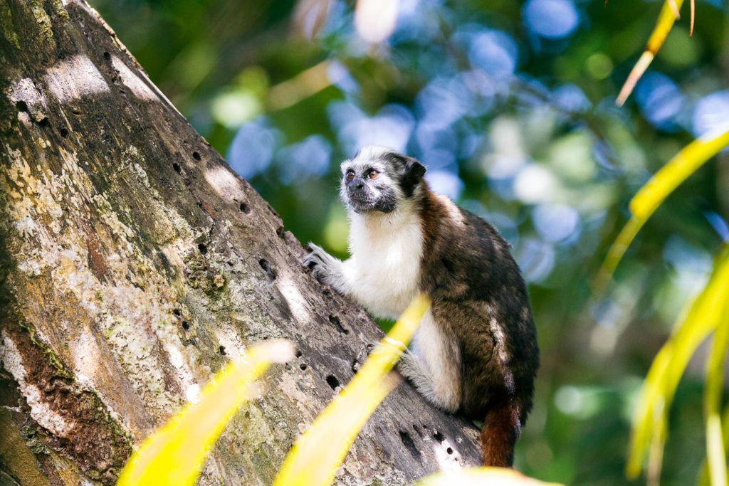 Panama Wo Tiere sehen