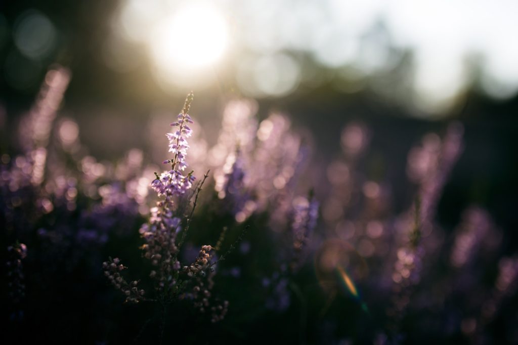 Licht Makrofotografie
